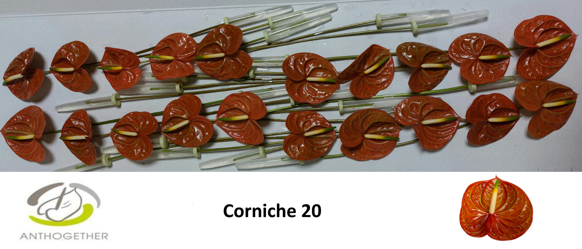 20x Anth.corniche