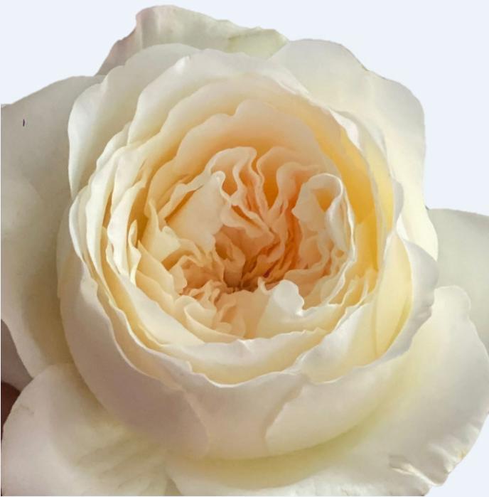 10x Rosa gard.vicky 50cm