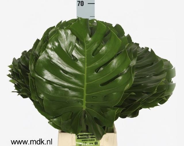 10x Sg monstera blad 70cm