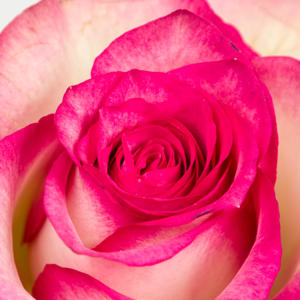 20x Rosa monique 60cm
