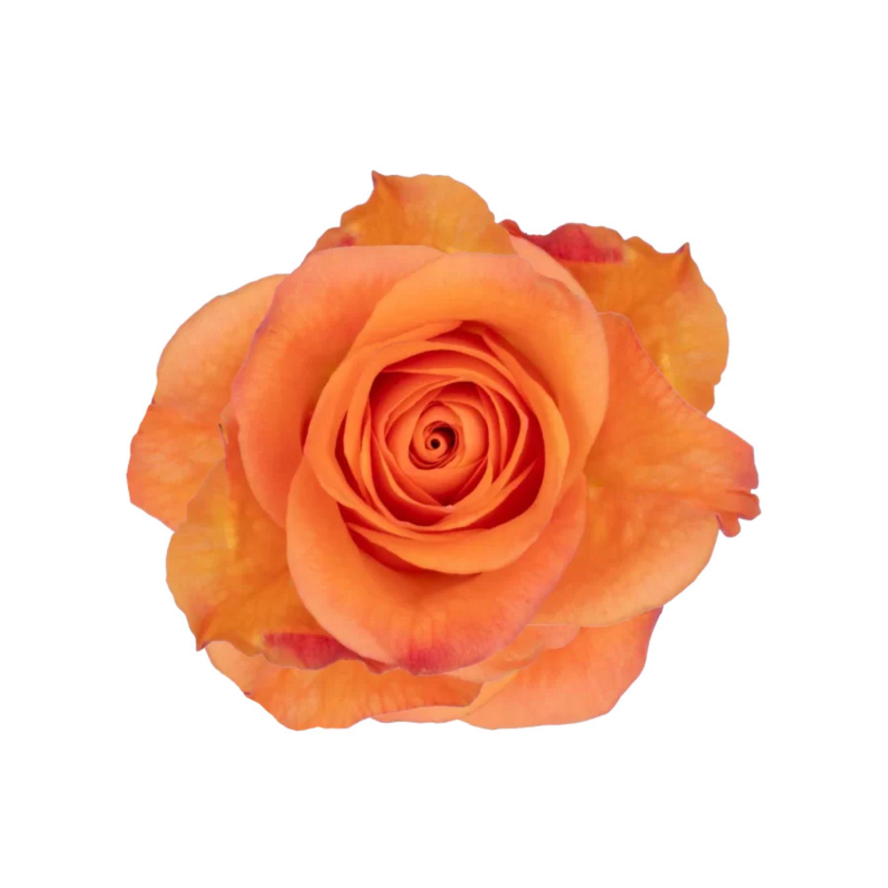10x Rosa joy 50cm