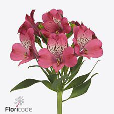 10x Alstroemeria bubblicious 60cm