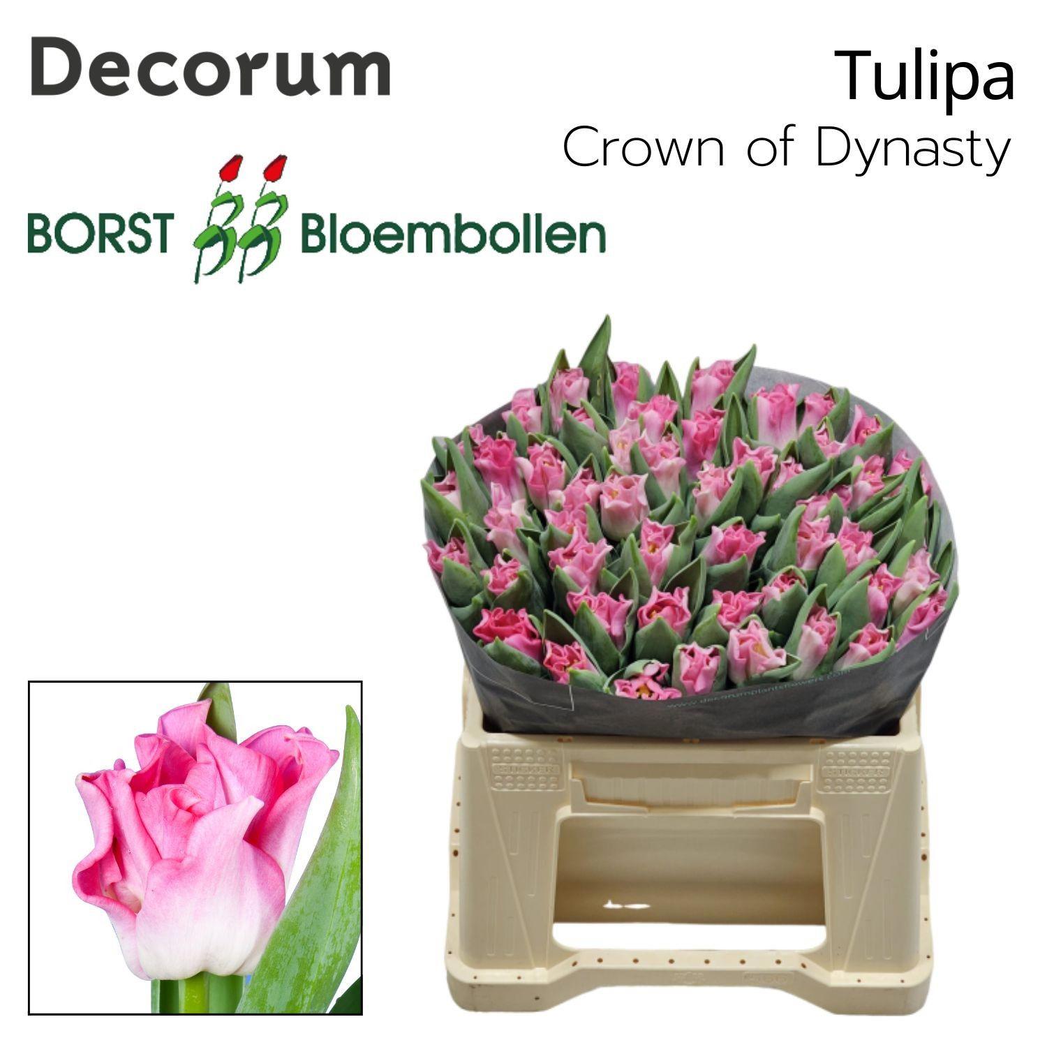 50x Tulipa crown dynasty co 40cm