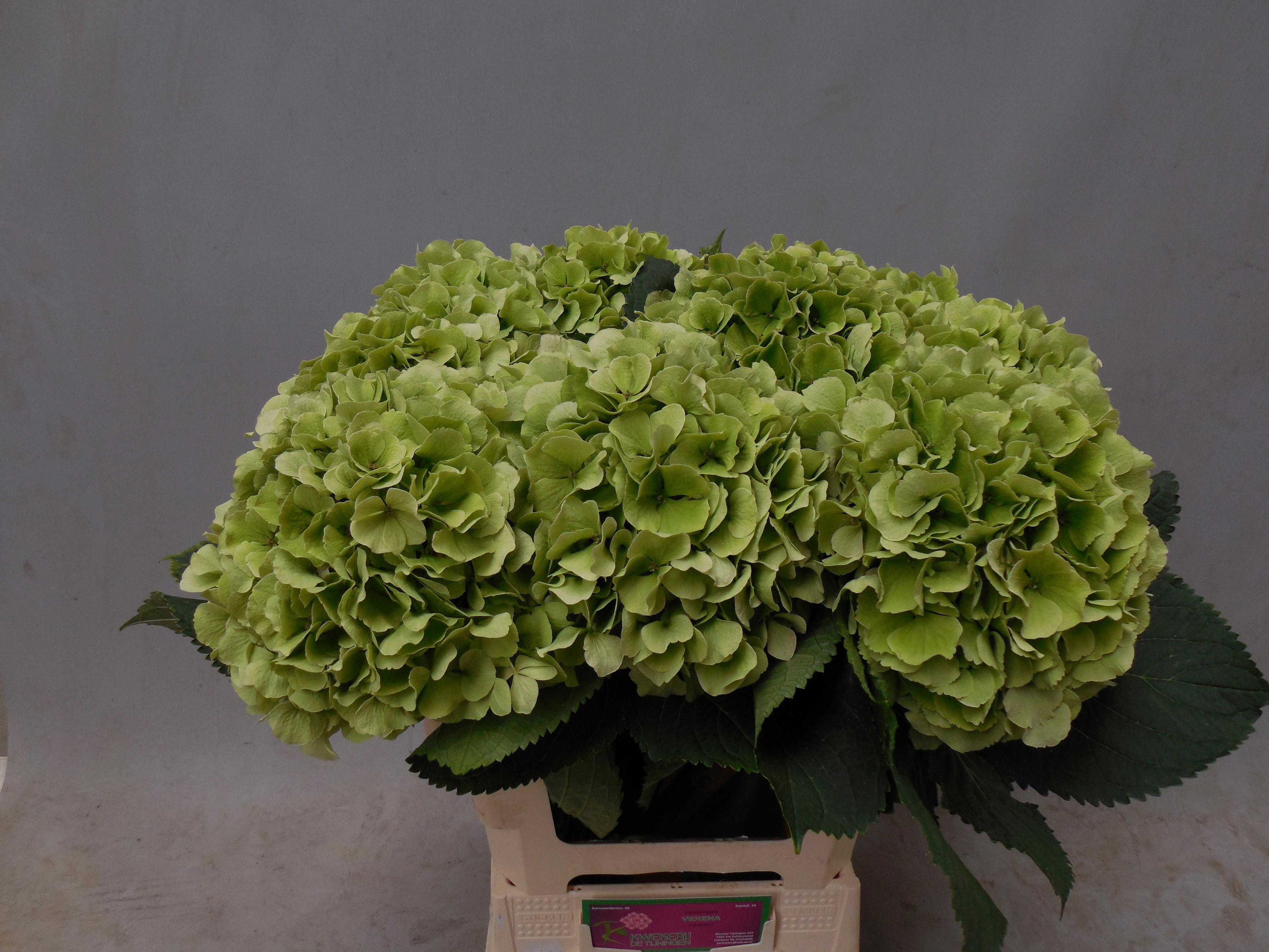 10x Hydr.verena classic 60cm