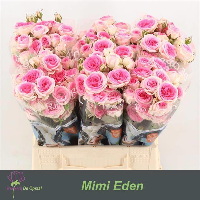 10x Rosa mimi eden 40cm