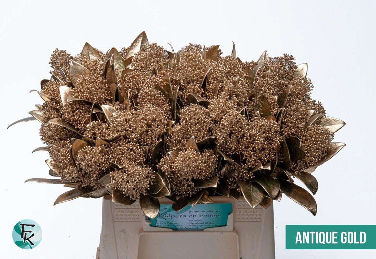 5x Skimmia antigue goud 40cm
