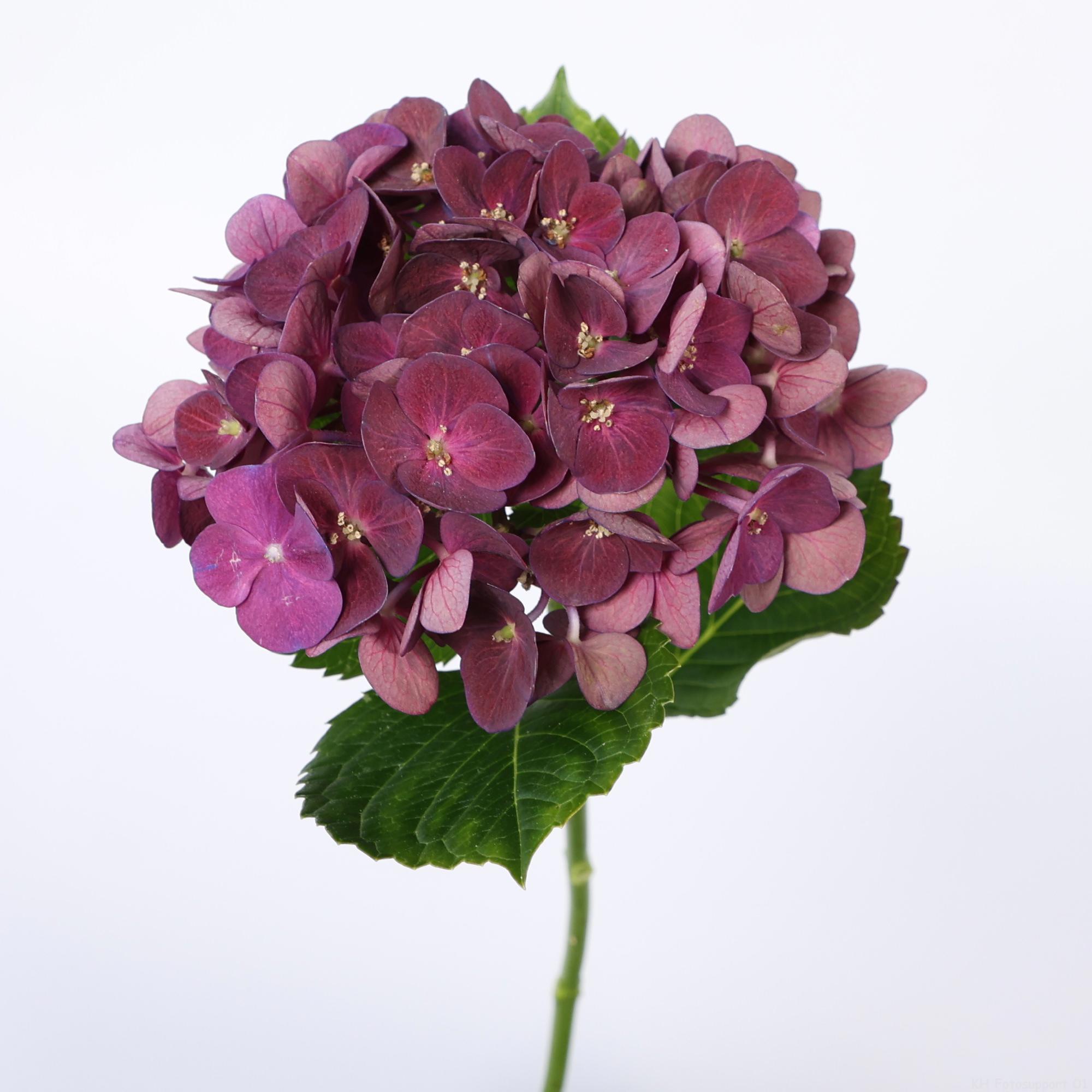 10x Hydr.mon amour classic 60cm