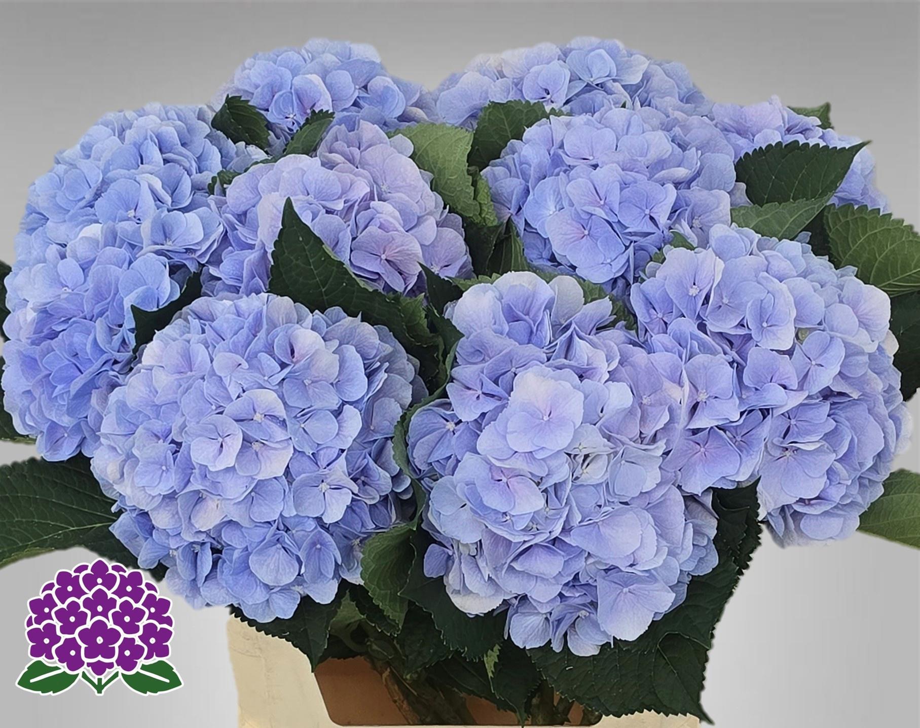 5x Hydr.verena blauw 80cm