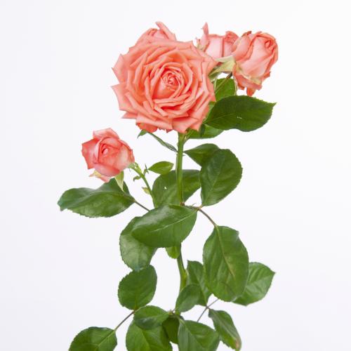 10x Rosa barbados 50cm