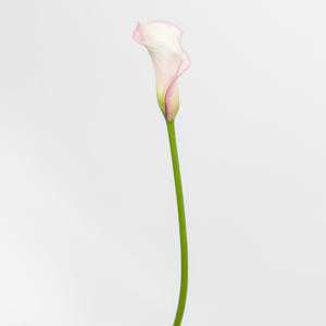10x Zant.capt.rosette 70cm