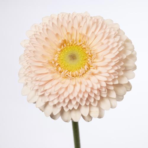 60x Germ.gerponi sweetness 40cm