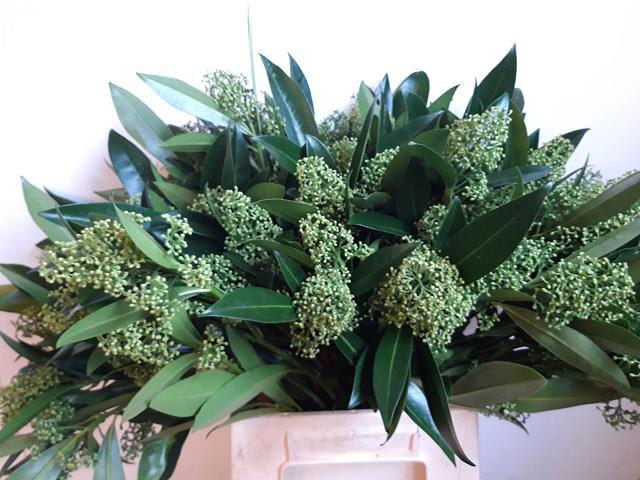 5x Skimmia kew green 40cm