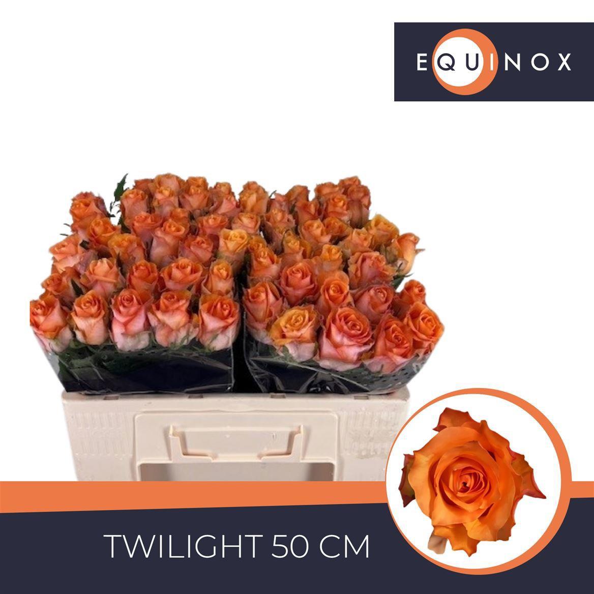 20x Rosa twilight 50cm