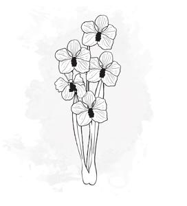 10x Dendr. - wit