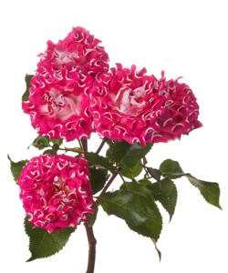 24x Rosa #wish 50cm