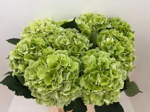 10x Hydr.white verena classic 80cm