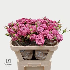 10x Rosa purple queen 70cm