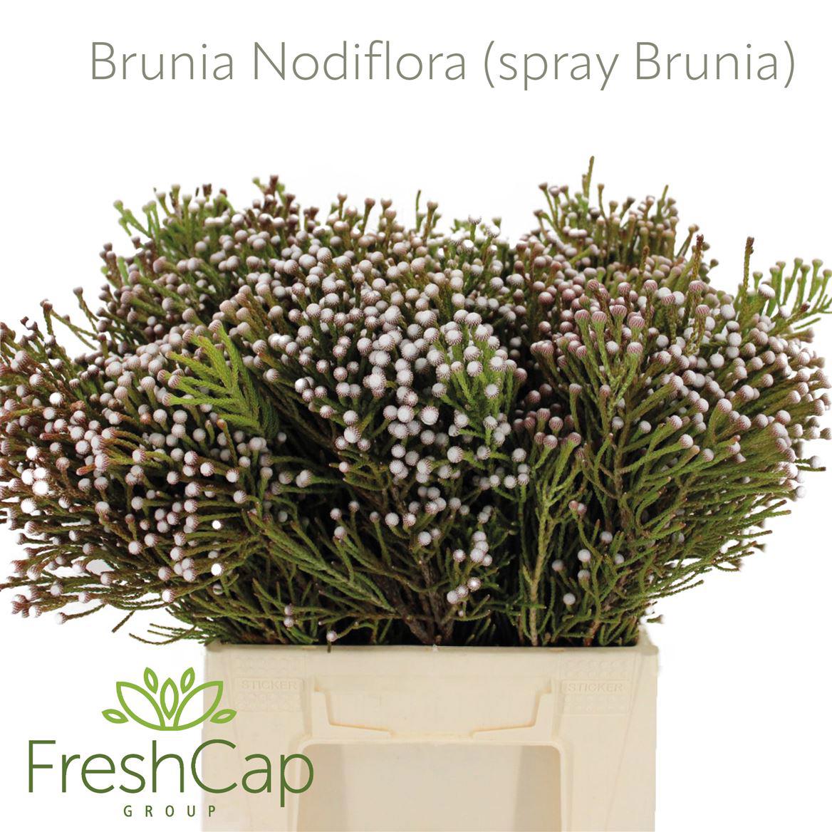 10x Pg brunia nodiflora 40cm