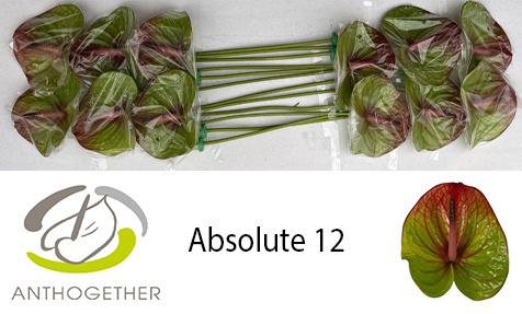 12x Anth.absolute 10cm