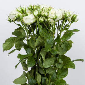 10x Rosa victorian wedding 70cm