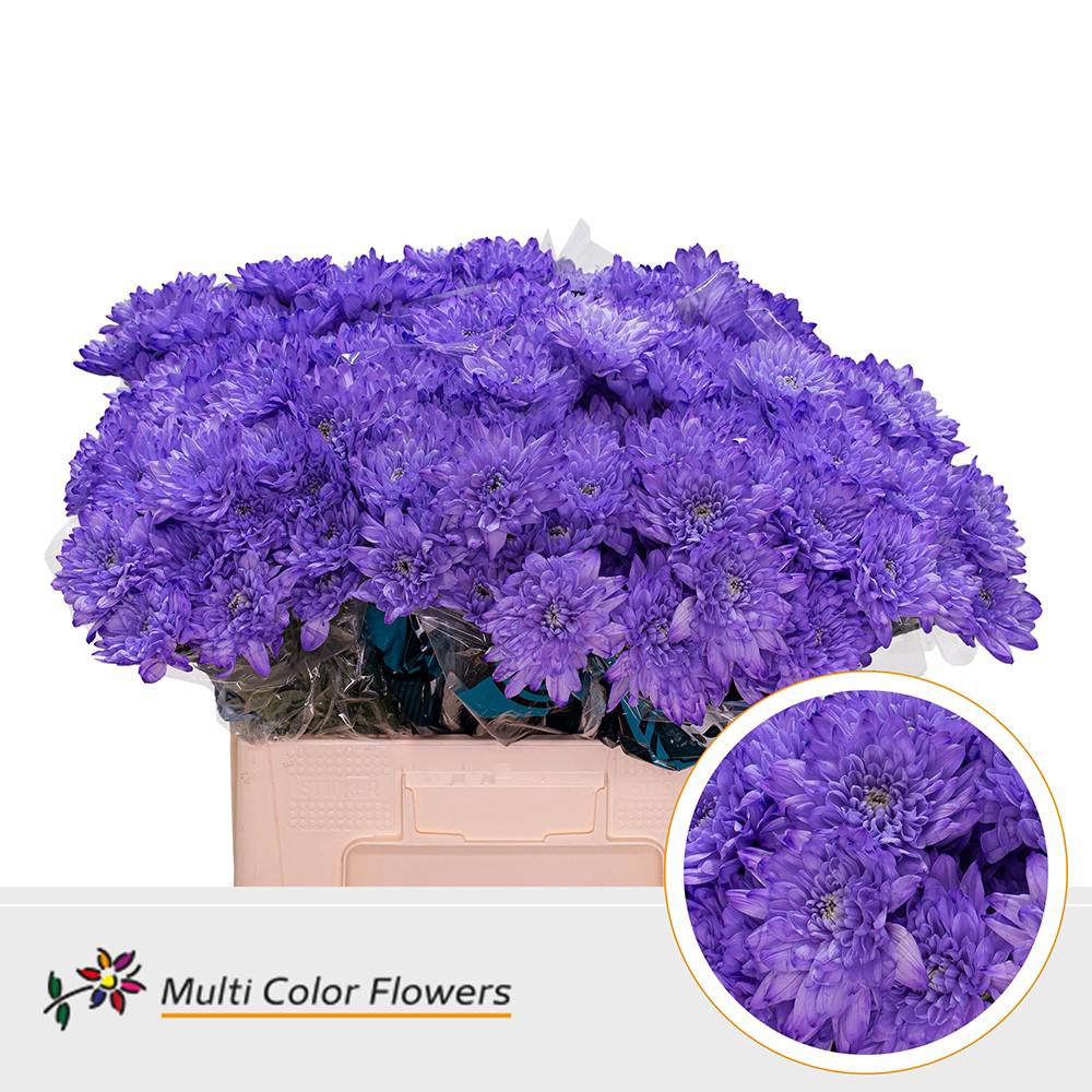 10x Chrysant baltica milka 60cm