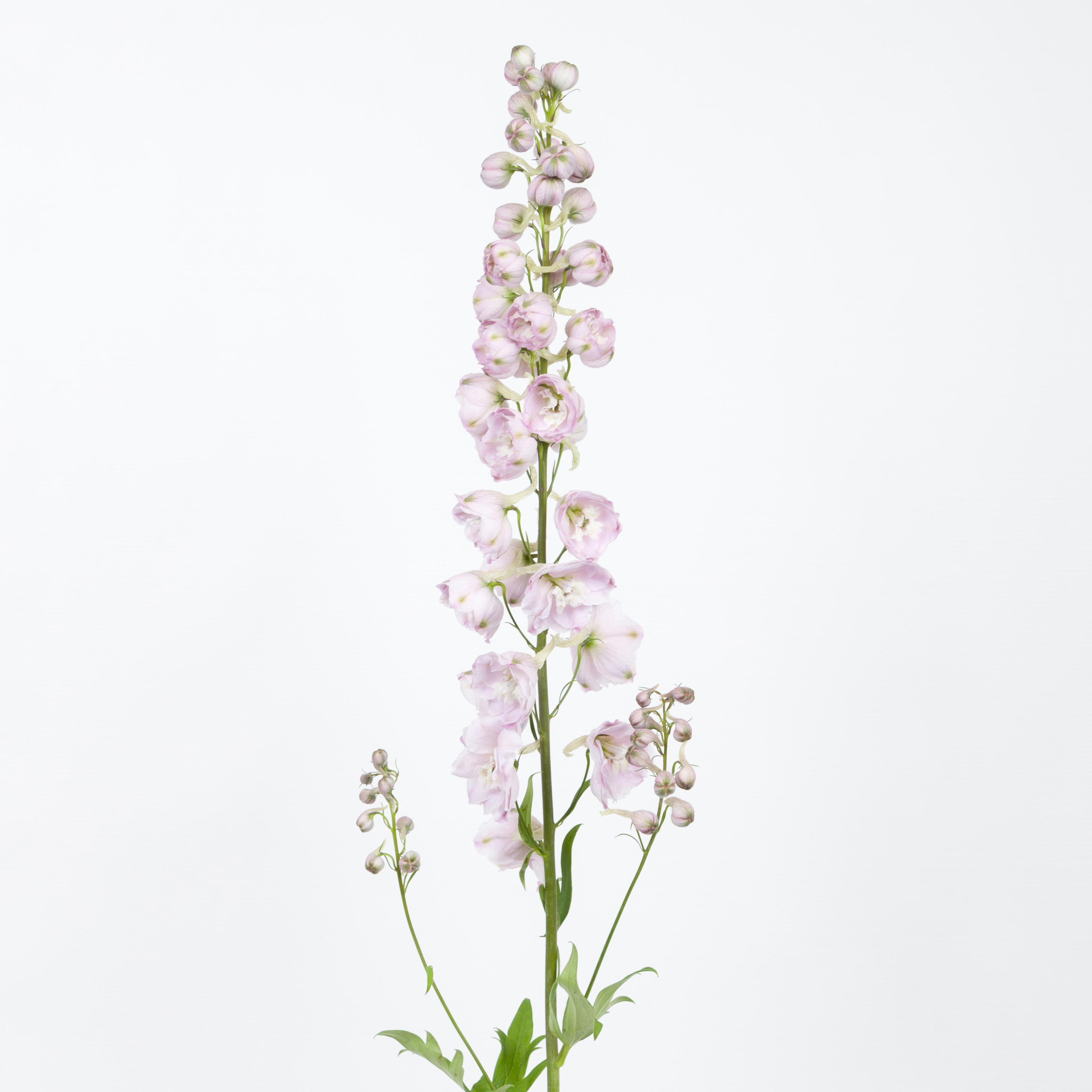 10x Delph.dewi pink spijker du 80cm