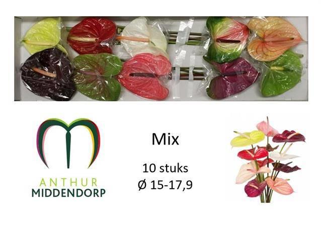10x Anth.mix var. 10cm