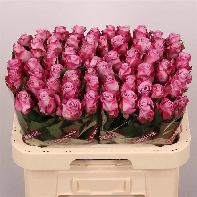 10x Rosa maritim 60cm