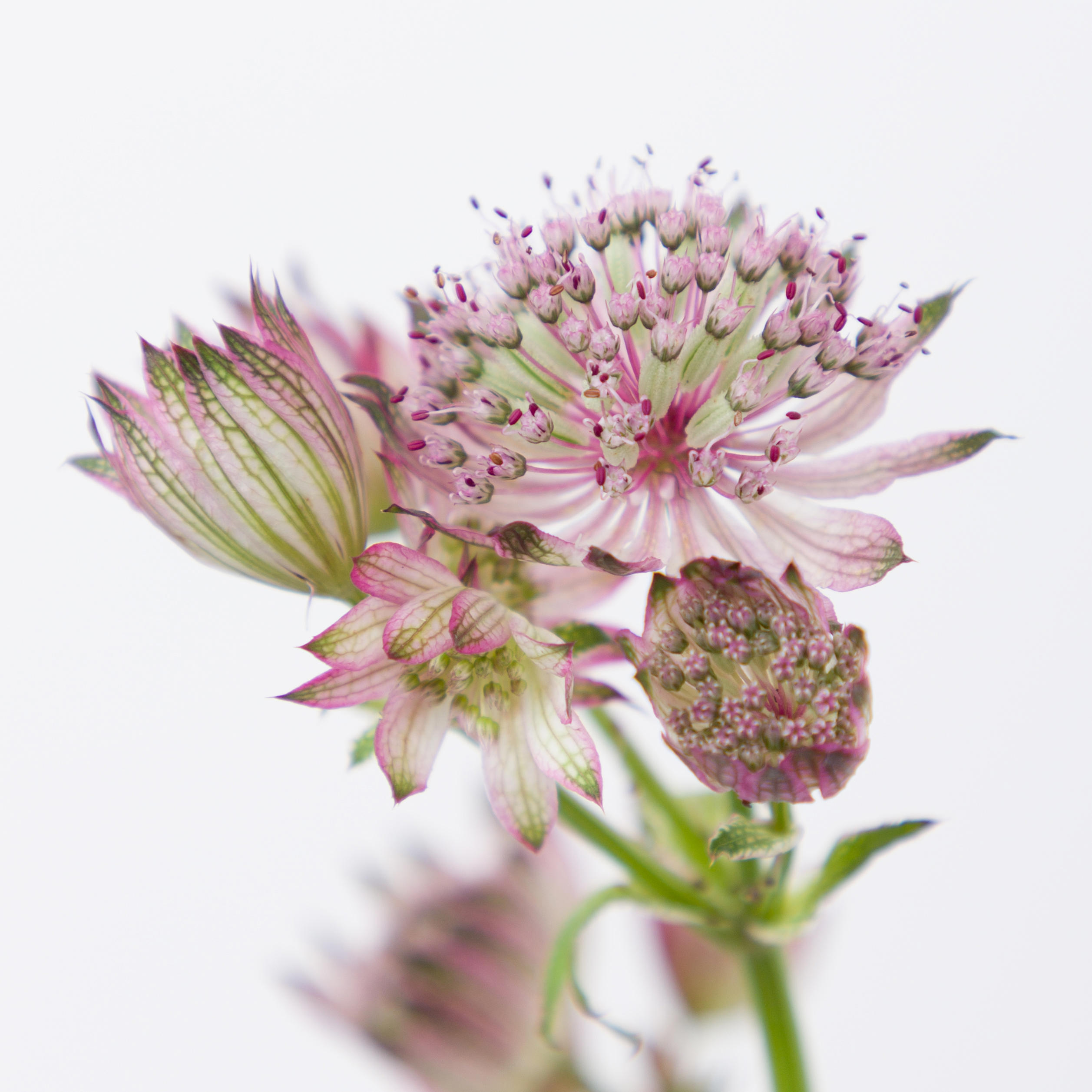25x Astrantia star of africa 60cm