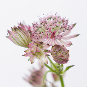 25x Astrantia star of africa 60cm