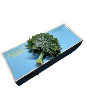 5x Sg aralia medium 35cm 30cm