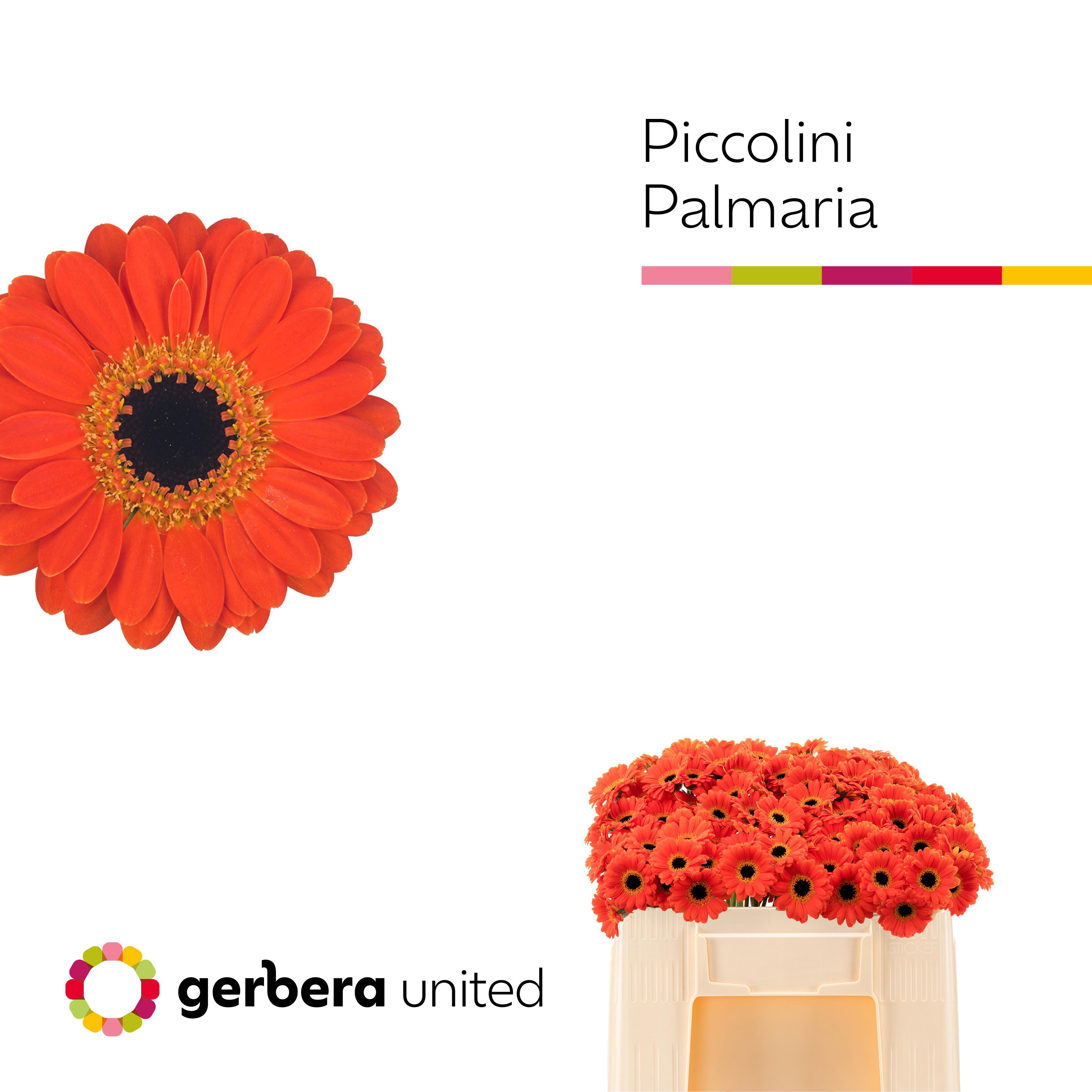 20x Germ.pic.palmaria 50cm