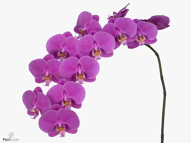 15x Phal.buffalo tak 50cm