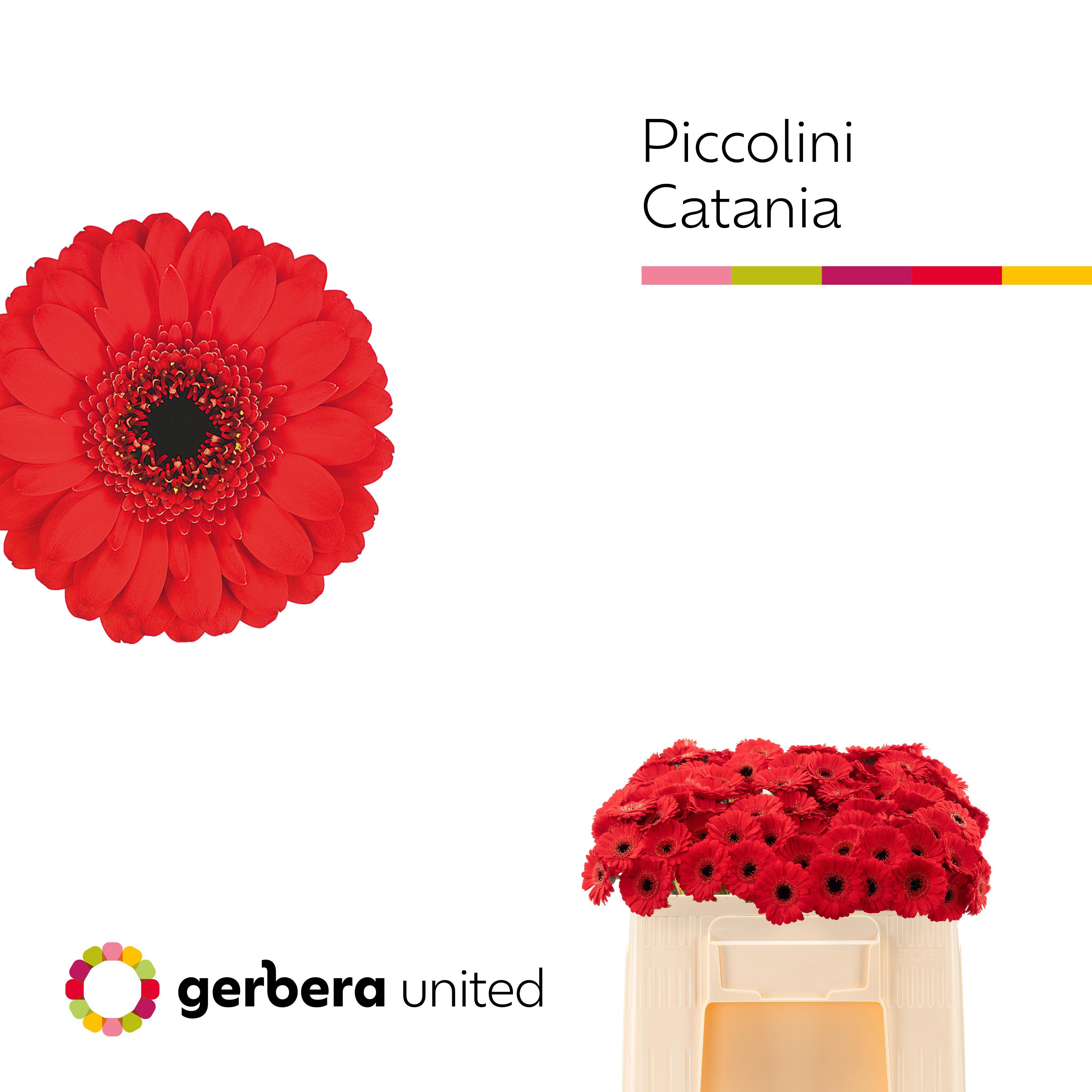 20x Germ.pic.catania zh 50cm