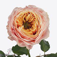 10x Rosa st.peter's park! 50cm