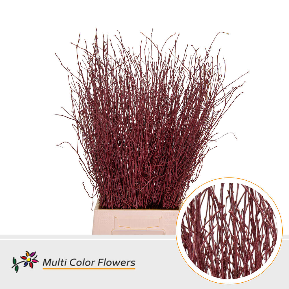10x Tk betula bordeaux 70cm