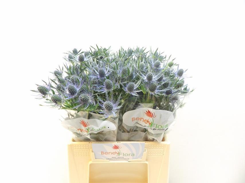 10x Eryn.mag.blue lagoon 40cm