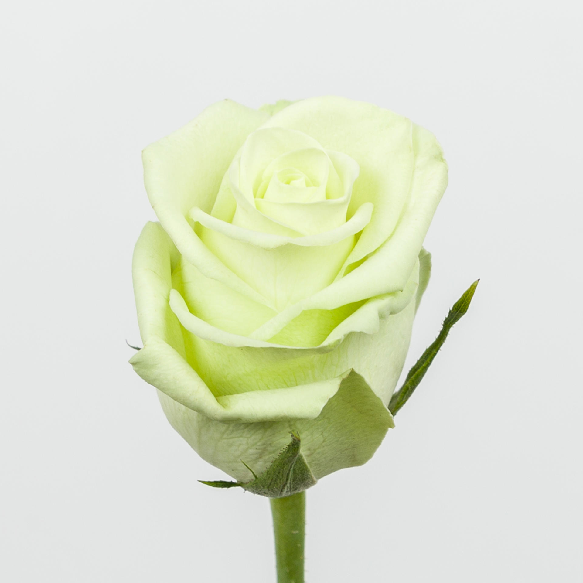20x Rosa noelle! 60cm