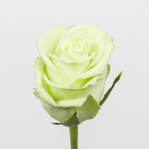 10x Rosa noelle! 60cm