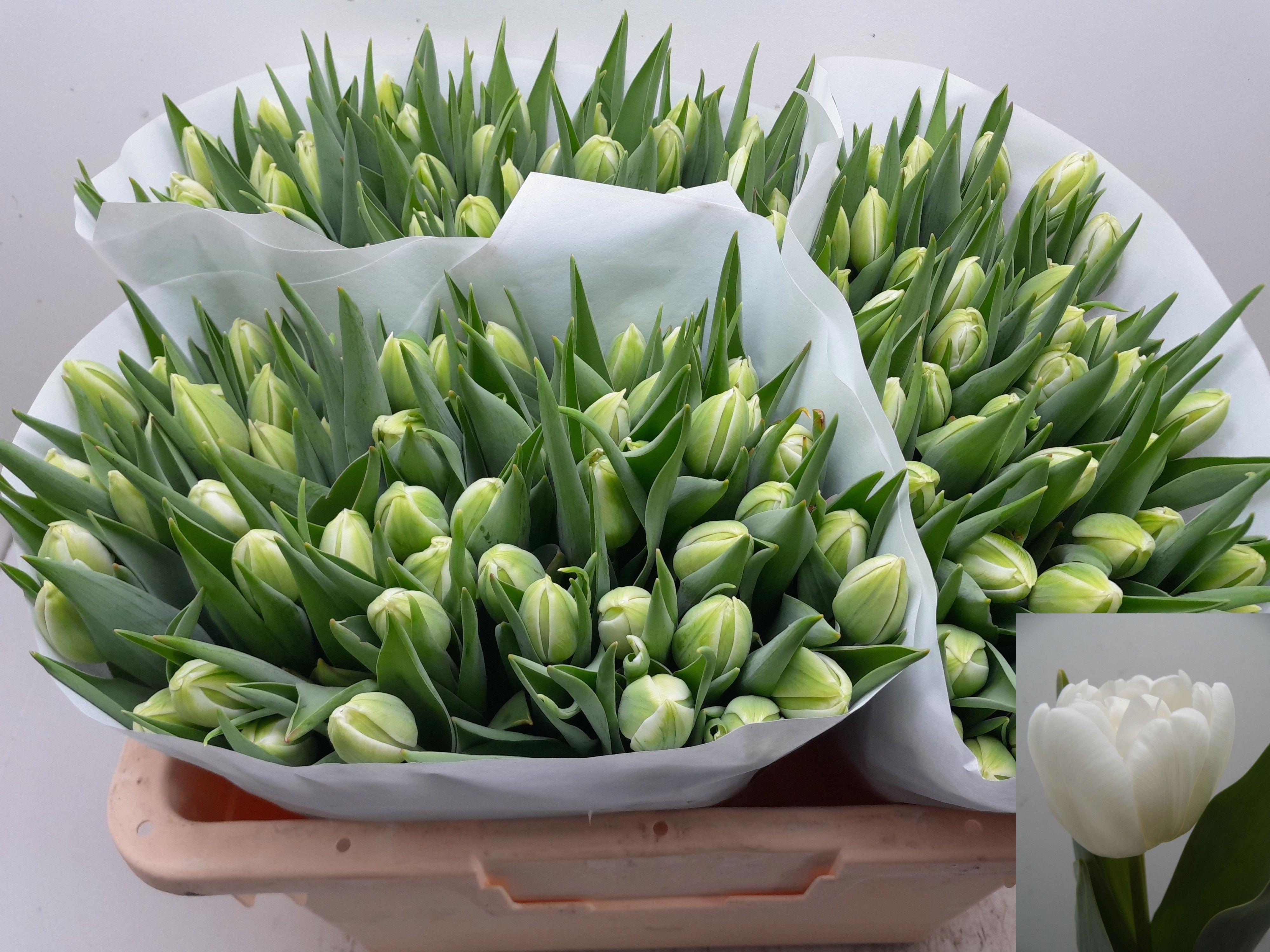 50x Tulipa wh.heart du 30cm