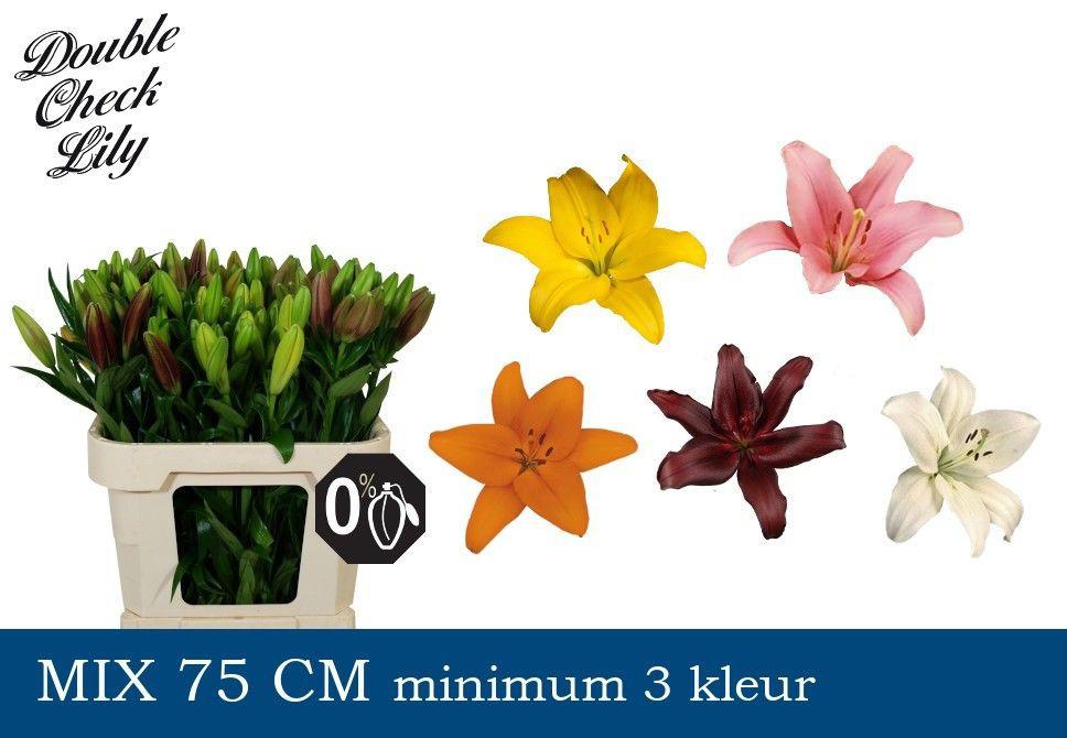 60x Lil.mix var.(l-a) 70cm