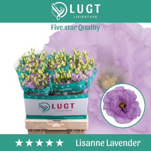 10x Eust.lisanne lavender du 70cm