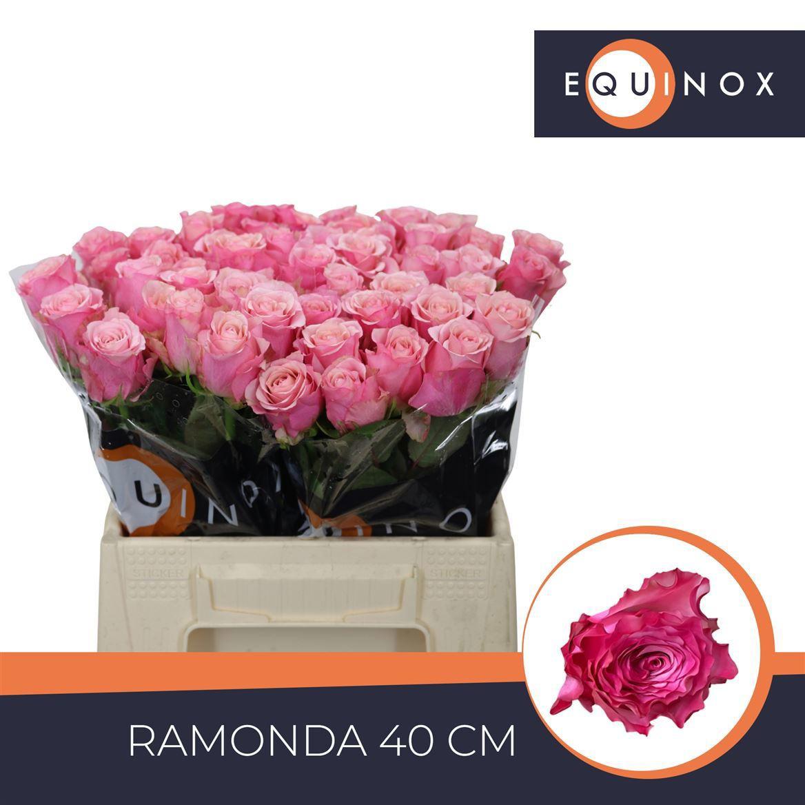 10x Rosa ramonda 40cm