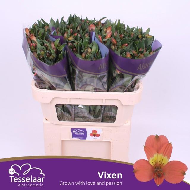 10x Alstroemeria vixen 70cm