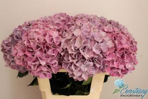 10x Hydr.mag.sweet ruby 60cm