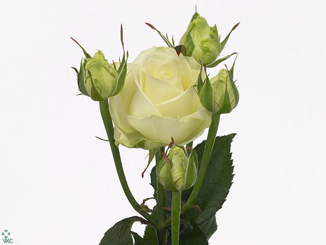 10x Rosa - wit 40cm