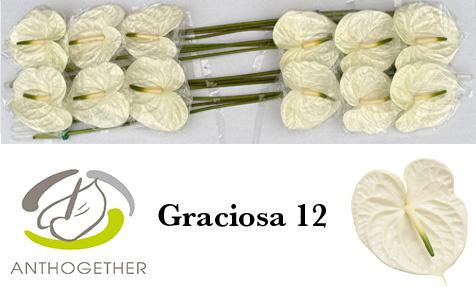 12x Anth.graciosa 10cm