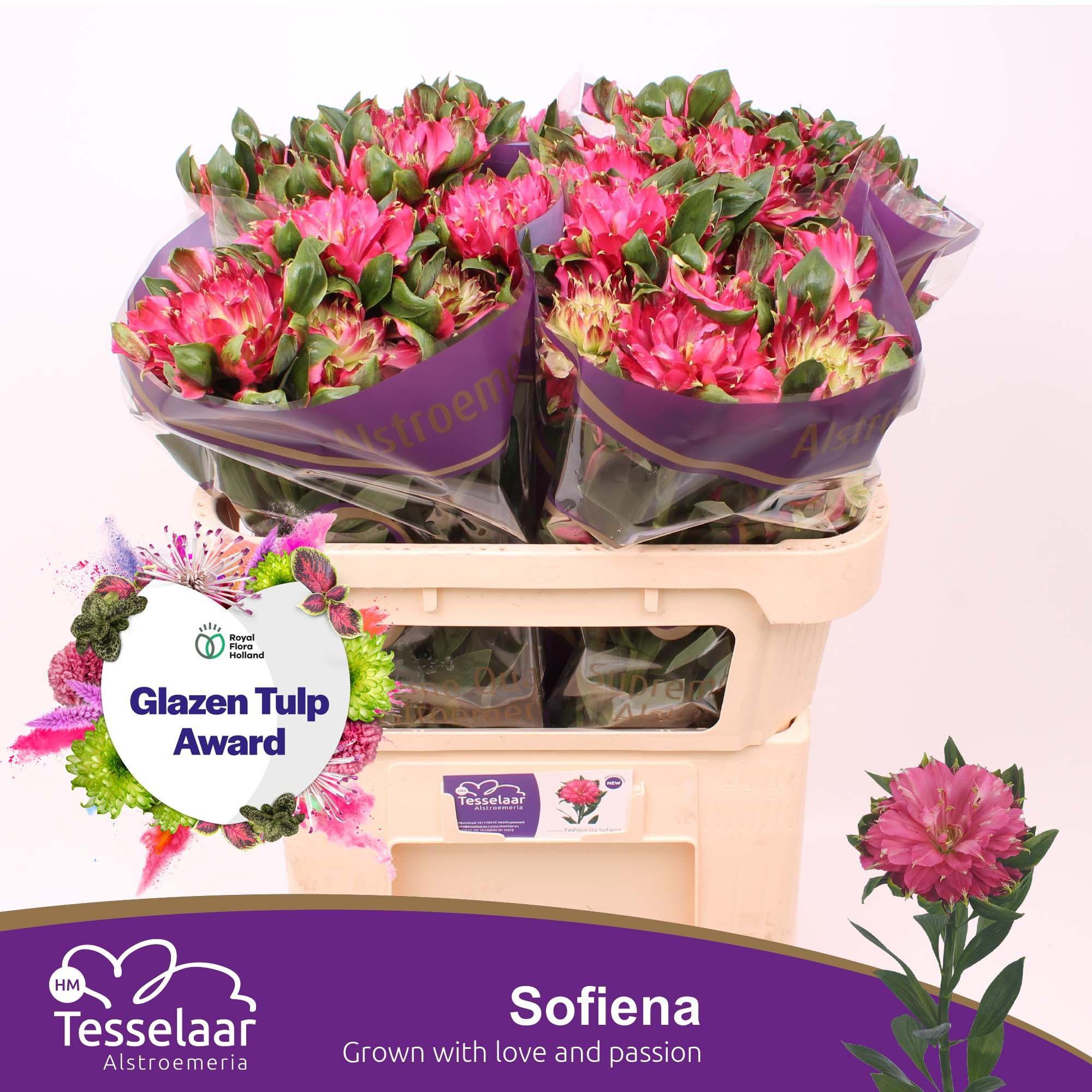 10x Alstroemeria fashionista sofiena 70cm