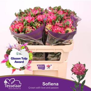 10x Alstroemeria fashionista sofiena 70cm