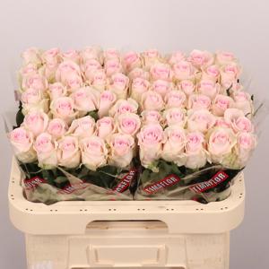 20x Rosa revival sweet 60cm